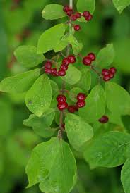 Attēlu rezultāti vaicājumam “Lonicera xylosteum”