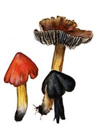 Attēlu rezultāti vaicājumam “Hygrocybe pseudoconica”