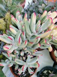 Attēlu rezultāti vaicājumam “Enteridium variabile”