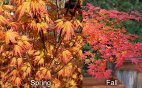 Image result for Acer palmatum `Orange Dream`