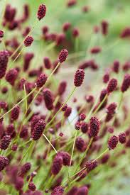 Image result for Sanguisorba officinalis