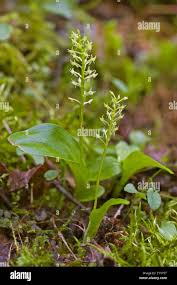 Attēlu rezultāti vaicājumam “Malaxis monophyllos flower”