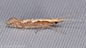 Attēlu rezultāti vaicājumam “Plutella xylostella”