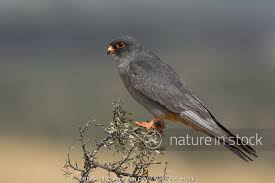 Image result for Falco vespertinus