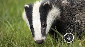 Attēlu rezultāti vaicājumam “Meles meles”