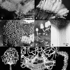 Attēlu rezultāti vaicājumam “Ceratiomyxaceae”