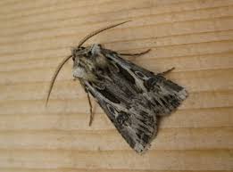 Attēlu rezultāti vaicājumam “Agrotis vestigialis”