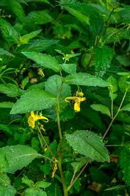 Attēlu rezultāti vaicājumam “Impatiens noli-tangere leaf”