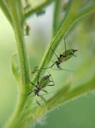 Attēlu rezultāti vaicājumam “Macrosiphoniella millefolii”