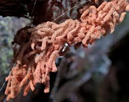 Attēlu rezultāti vaicājumam “Heterotrichia oerstedii (syn. Arcyria oerstedii) young”