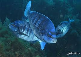 Image result for Spondyliosoma cantharus