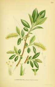 Attēlu rezultāti vaicājumam “Salix pentandra flower”