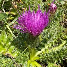 Attēlu rezultāti vaicājumam “Cirsium acaule flower”