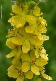 Image result for Agrimonia eupatoria