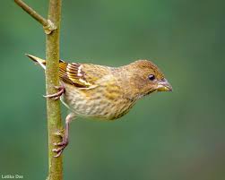 Attēlu rezultāti vaicājumam “Carpodacus erythrinus”