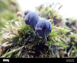 Attēlu rezultāti vaicājumam “Mycena pseudocorticola”