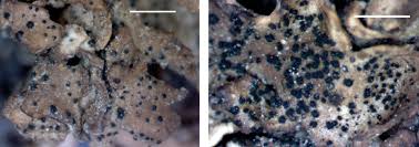 Attēlu rezultāti vaicājumam “Lichenoconium xanthoriae”