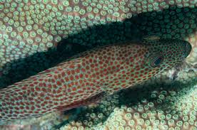 Image result for Cephalopholis cruentata