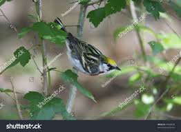 Image result for Dendroica pensylvanica