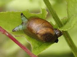 Attēlu rezultāti vaicājumam “Leucochloridium paradoxum”