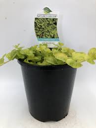 Image result for Lysimachia nummularia