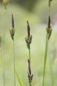 Attēlu rezultāti vaicājumam “Carex cespitosa”