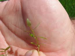 Attēlu rezultāti vaicājumam “Elatine hydropiper leaf”