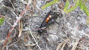 Attēlu rezultāti vaicājumam “Anoplius viaticus”