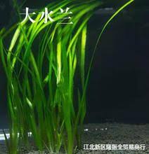 「扭蘭」的圖片搜尋結果