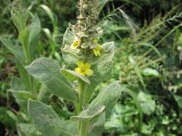 Attēlu rezultāti vaicājumam “Verbascum thapsus”