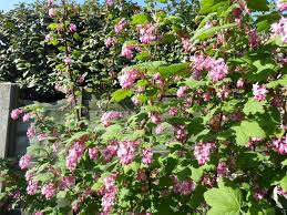 Image result for Rumex sanguineum