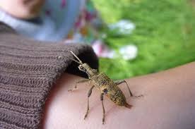 Attēlu rezultāti vaicājumam “Rhagium mordax”