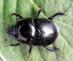 Attēlu rezultāti vaicājumam “Geotrupes”