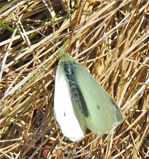 Attēlu rezultāti vaicājumam “Pieris rapae”
