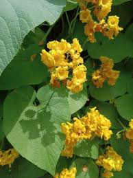Attēlu rezultāti vaicājumam “Thladiantha dubia flower”