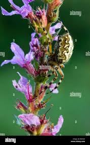 Attēlu rezultāti vaicājumam “Aculepeira ceropegia”