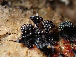 Attēlu rezultāti vaicājumam “Metatrichia vesparia”