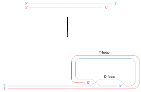 Image result for the end of the t-loop structure