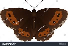 Attēlu rezultāti vaicājumam “Erebia ligea”