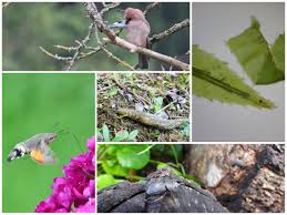 Attēlu rezultāti vaicājumam “Trichia longipalpis”