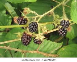 Attēlu rezultāti vaicājumam “Rubus plicatus fruit”