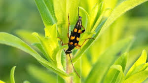 Attēlu rezultāti vaicājumam “Strangalia attenuata”