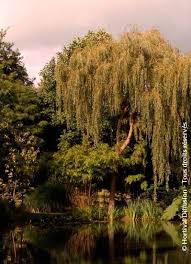 Attēlu rezultāti vaicājumam “Salix x sepulcralis”