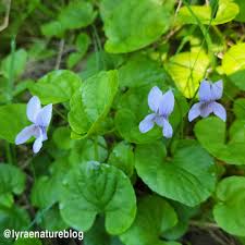 Attēlu rezultāti vaicājumam “Viola palustris flower”