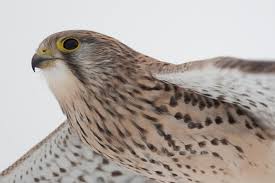 Attēlu rezultāti vaicājumam “Falco tinnunculus adult”