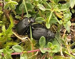 Attēlu rezultāti vaicājumam “Galeruca tanaceti”