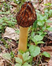 Attēlu rezultāti vaicājumam “Verpa bohemica”