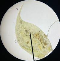 Attēlu rezultāti vaicājumam “Hypnum cupressiforme var. lacunosum sporophyte”