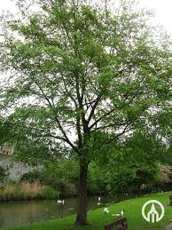 Attēlu rezultāti vaicājumam “Ulmus laevis”