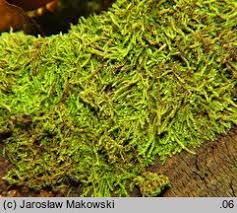 Attēlu rezultāti vaicājumam “Nowellia curvifolia”